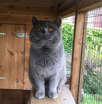 Chocolate colourpoint sales british shorthair