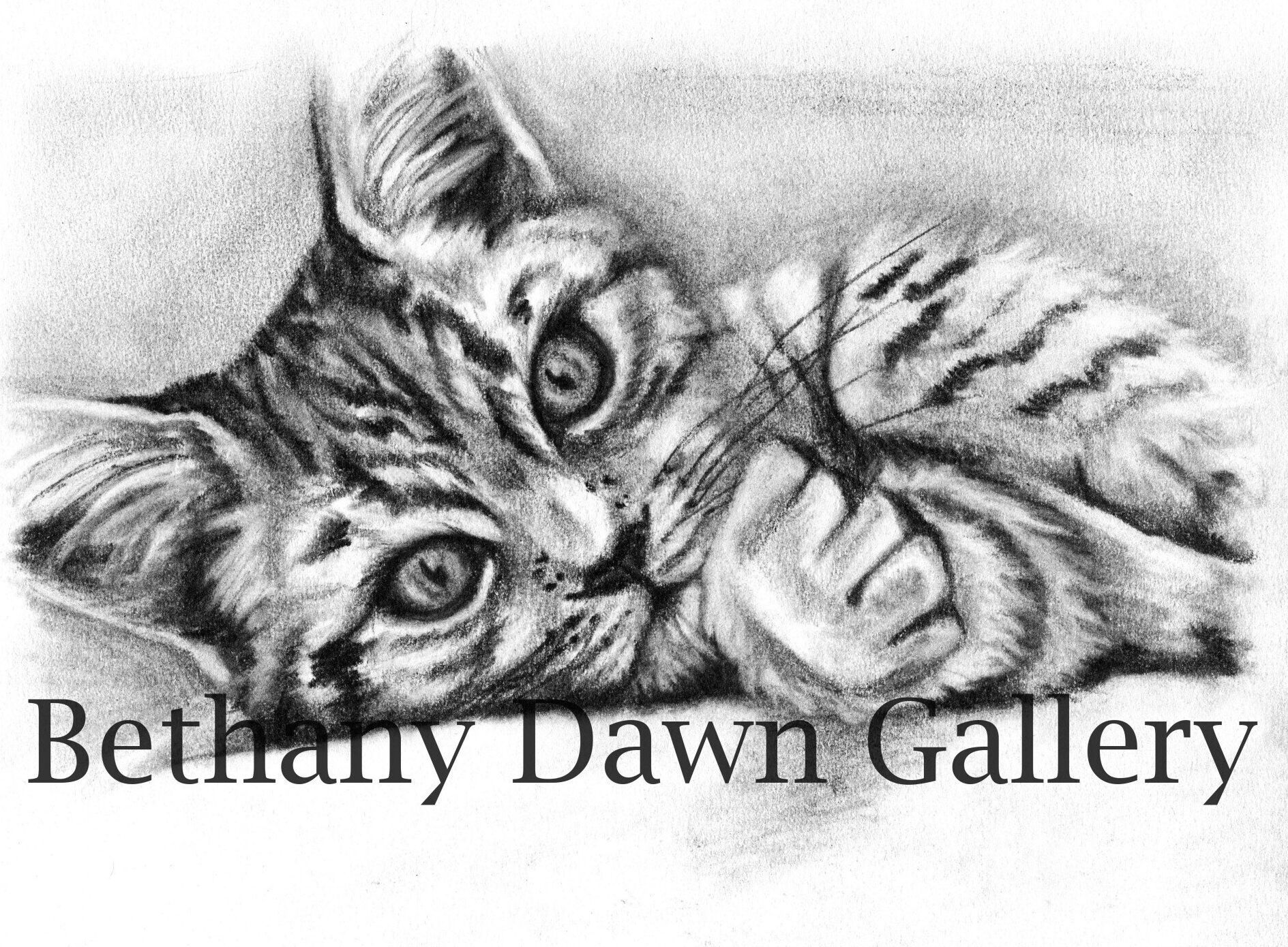 koala and butterfly squirrel and butterfly kitten sketch drawing artwork