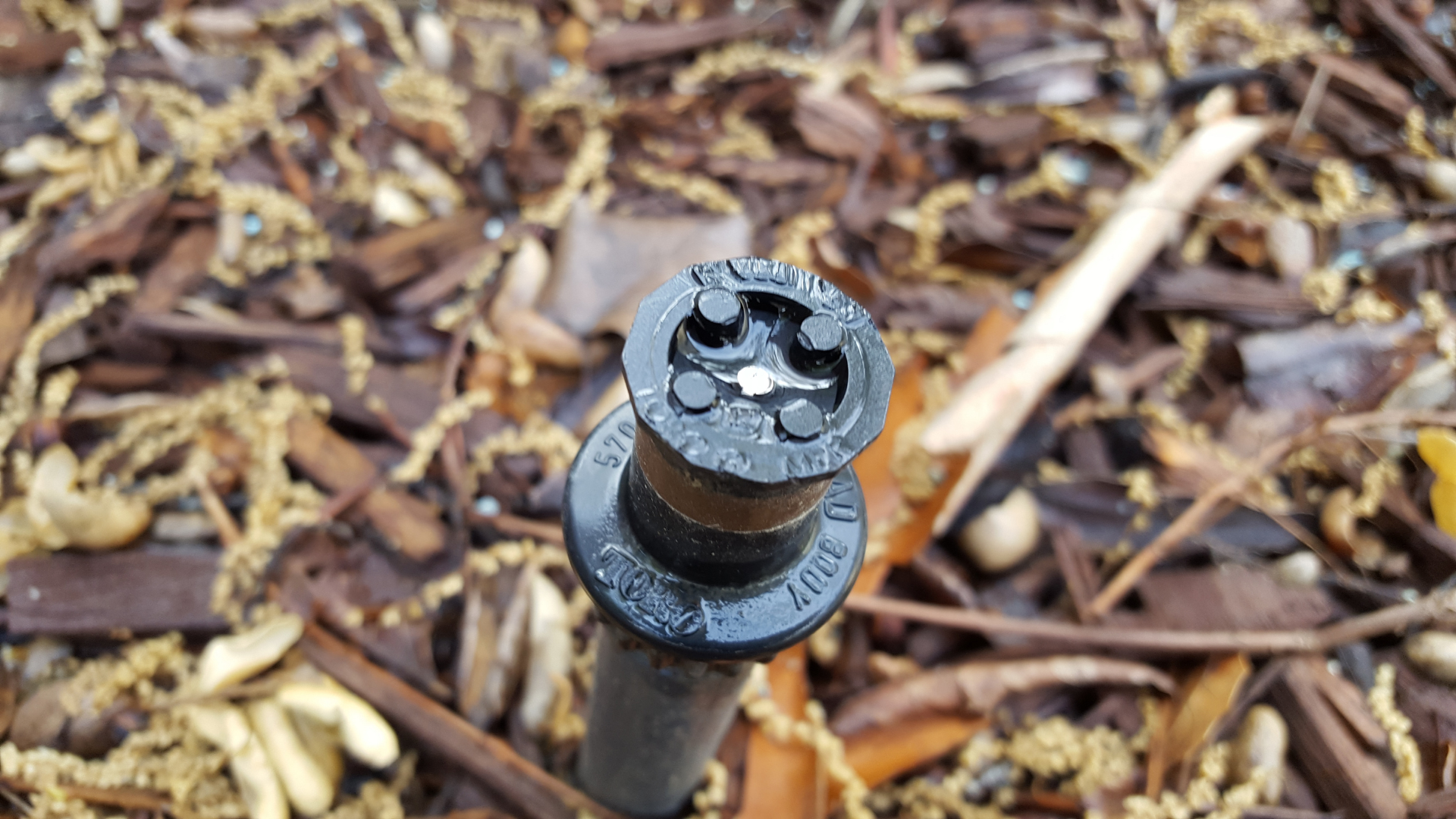 A black screw is sitting on top of a pile of wood chips.