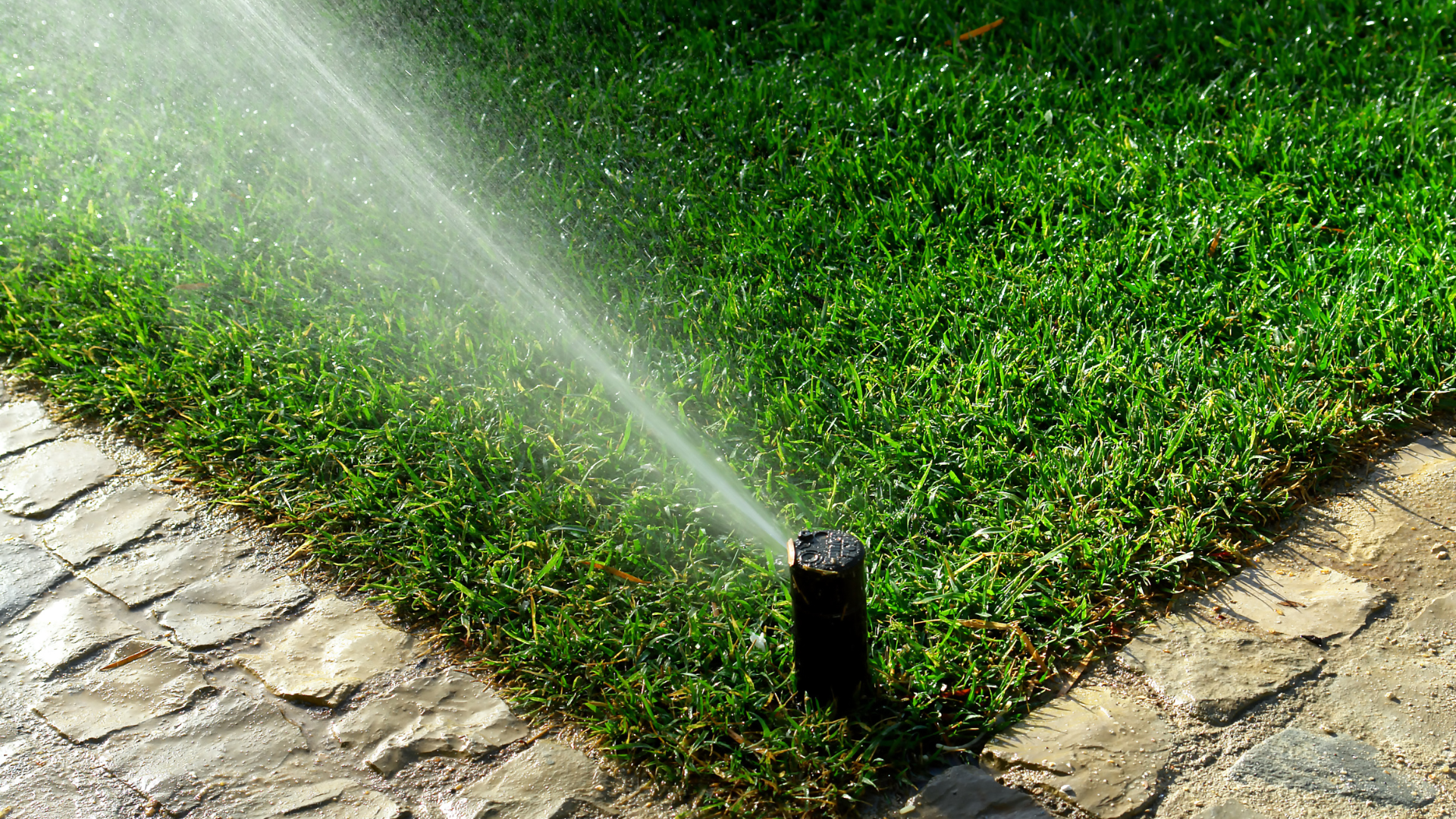 A sprinkler is spraying water on a lush green lawn.