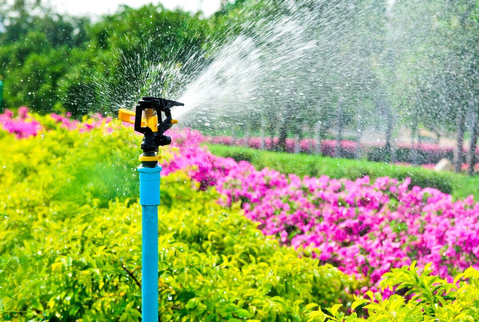 A sprinkler is spraying water on flowers in a garden.