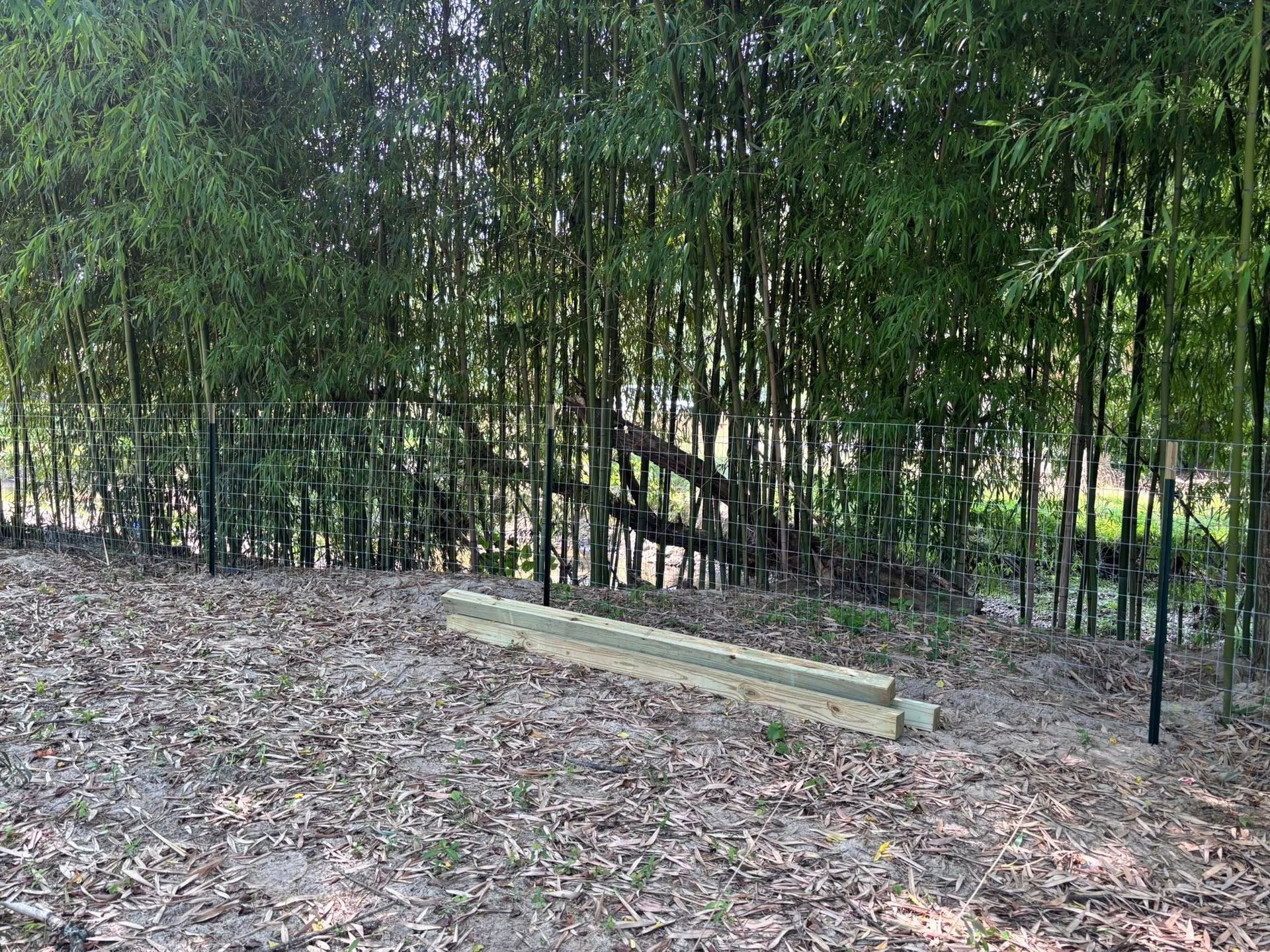 A wooden landscaping beam lies on leaf-covered ground in front of a dense bamboo thicket with a metal fence.