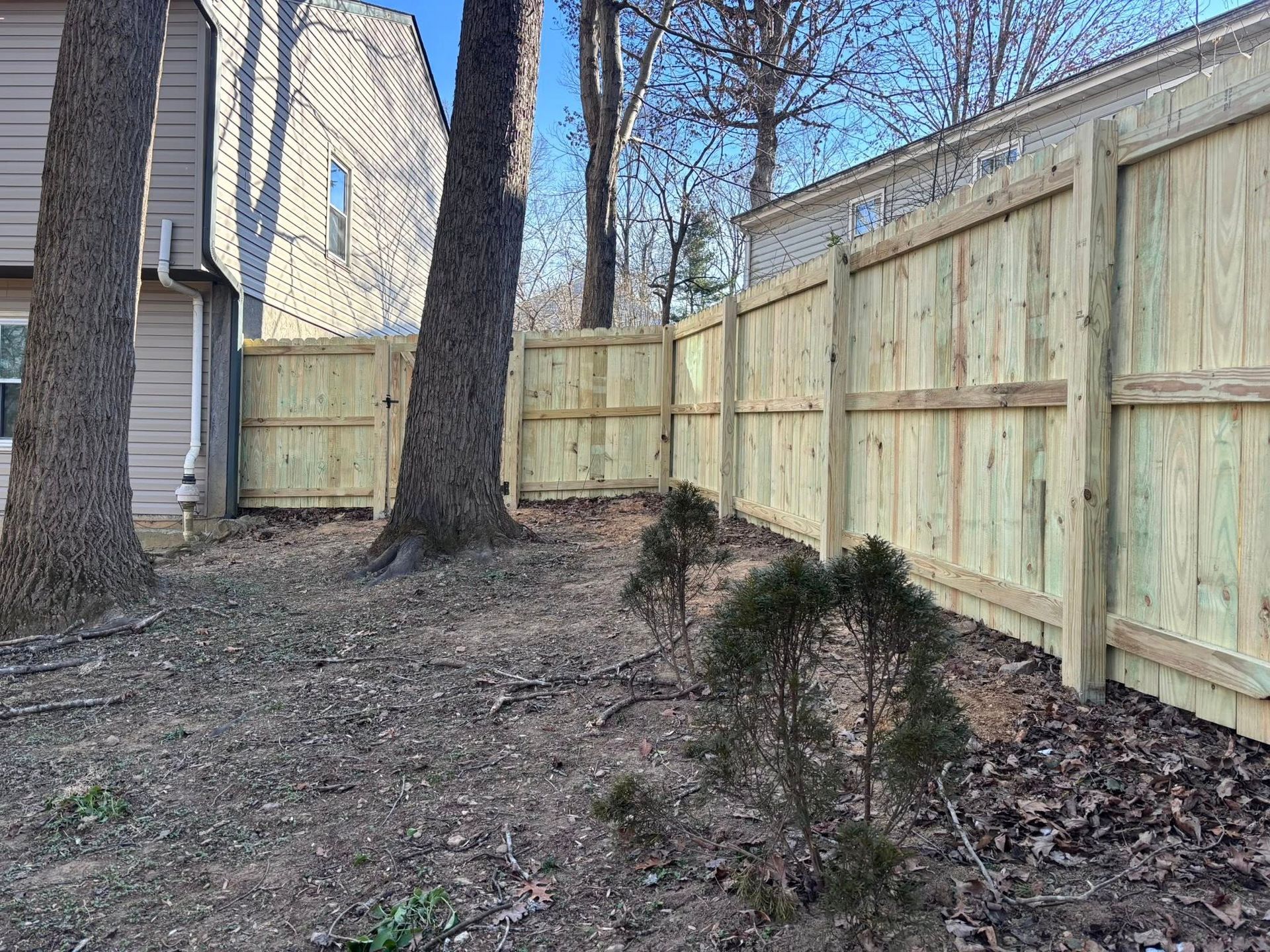 A new light-wood privacy fence borders a backyard with large trees and scattered leaves under a clear blue sky.