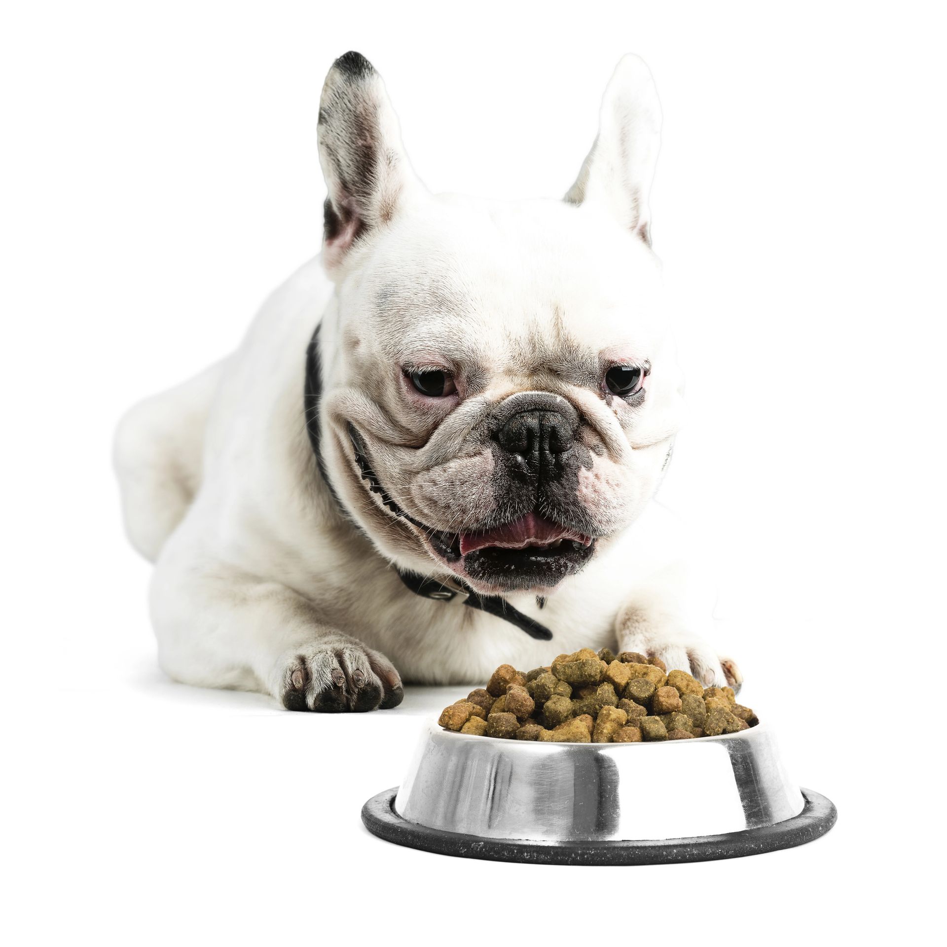 Un bulldog francés blanco mira un recipiente de metal lleno de comida para perros sobre un fondo blanco.