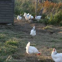 white coloured hen