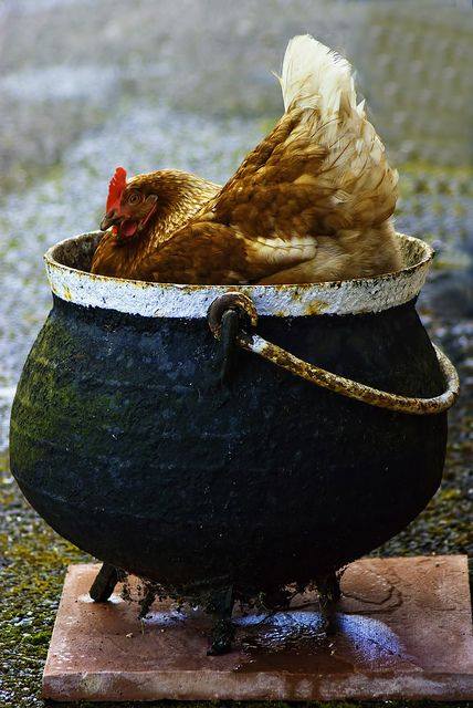 hen sitting in a pot