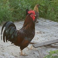 rooster standing on a wooden surface