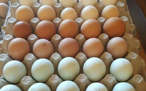 eggs of differnt colours