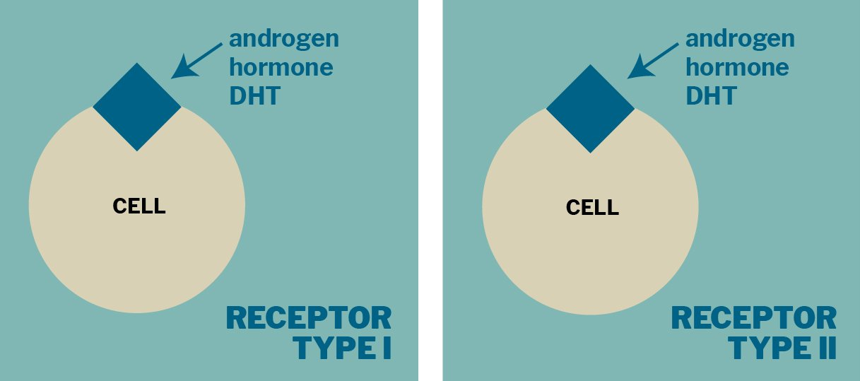 DHT, dihydrotestosterone causes miniaturization leading to hair loss