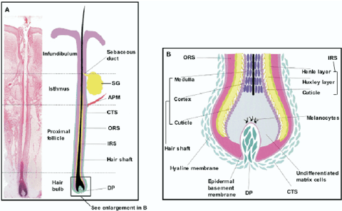 hair stemcell therapy, can stems cells cure hair loss?