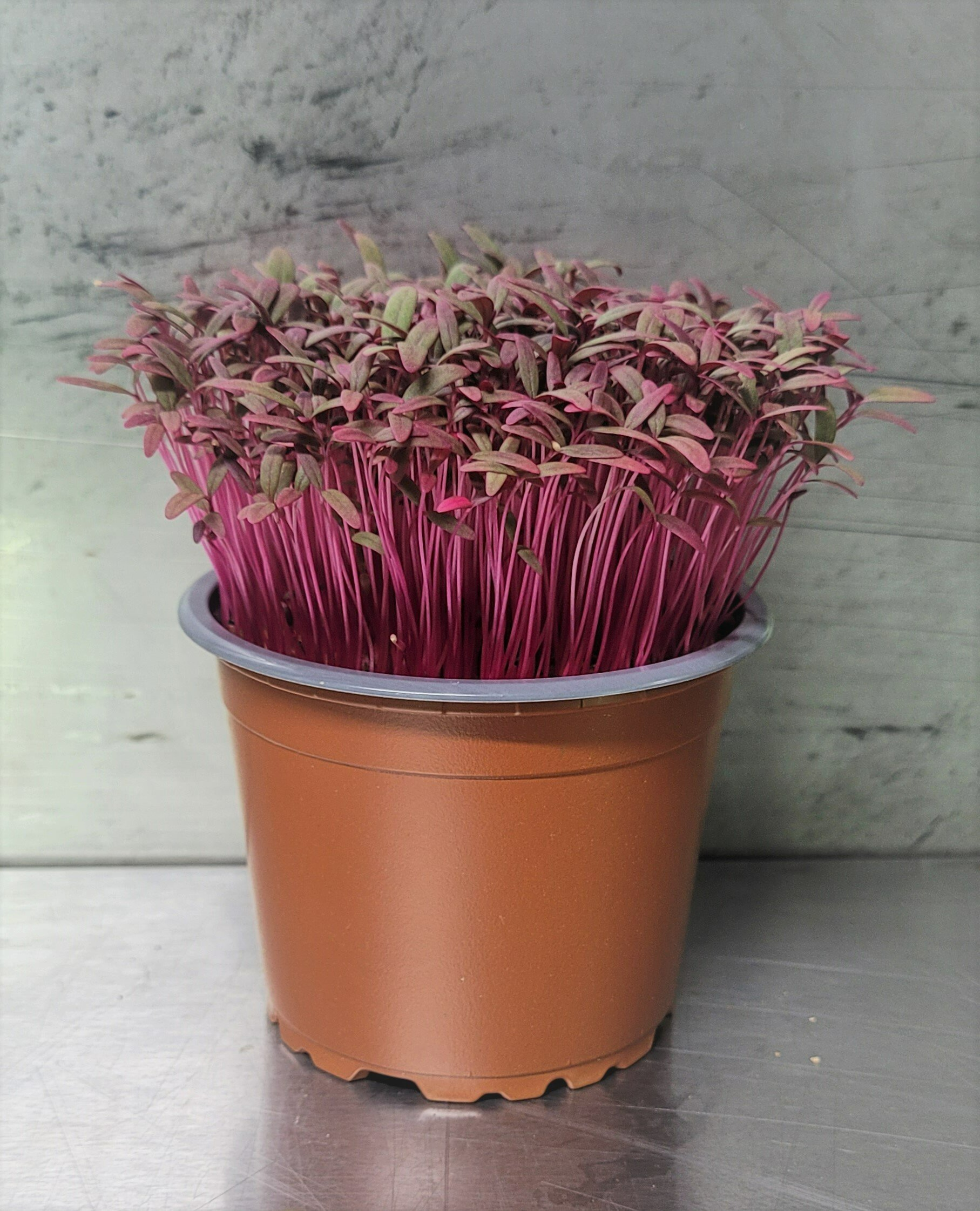 Australian Supplier - Microgreens - Micro Herbs
