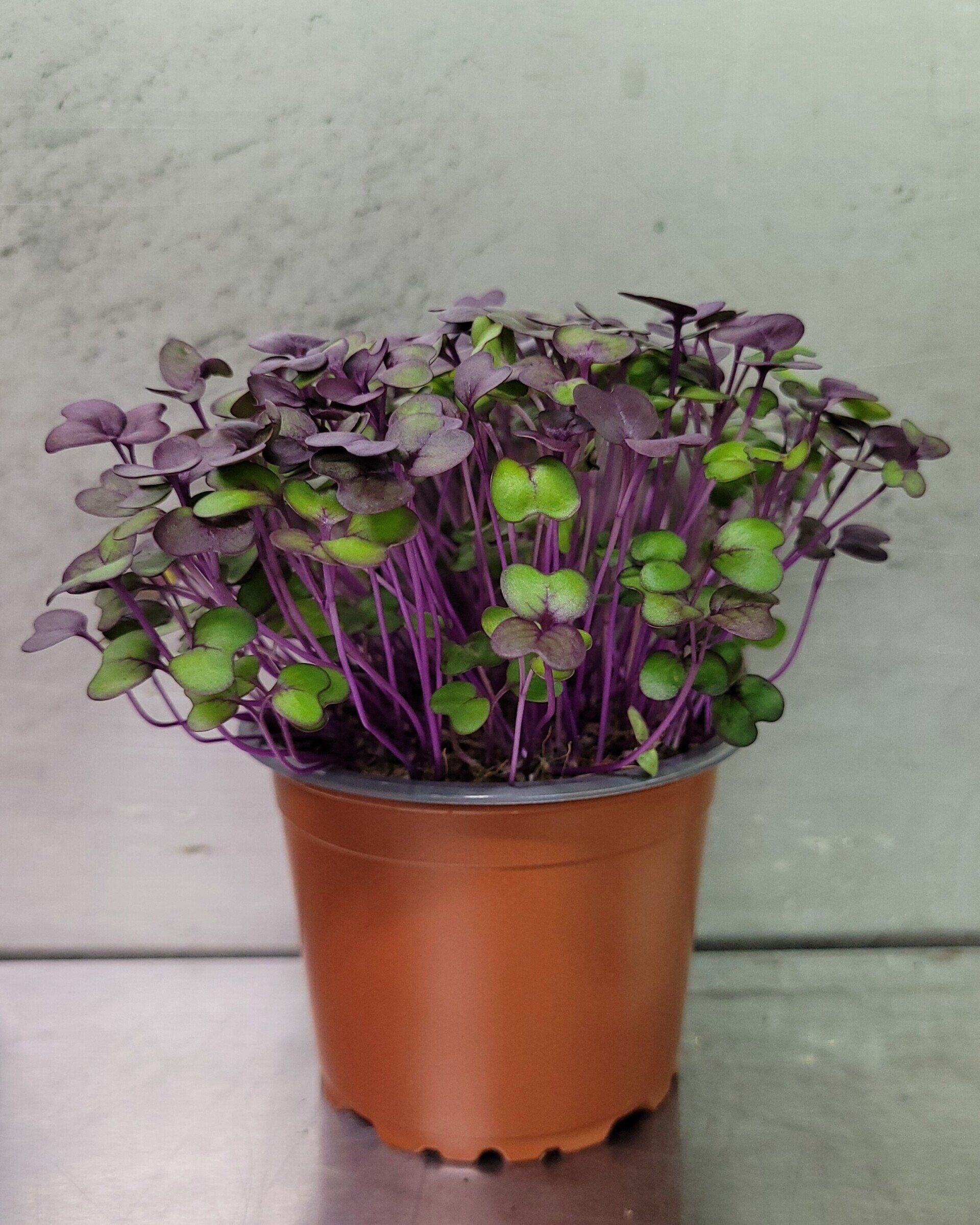 Australian Supplier - Microgreens - Micro Herbs