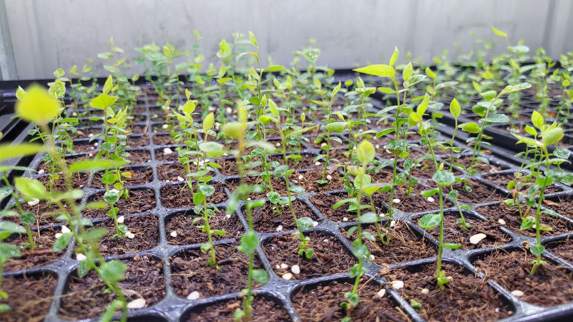 High Health Propagation