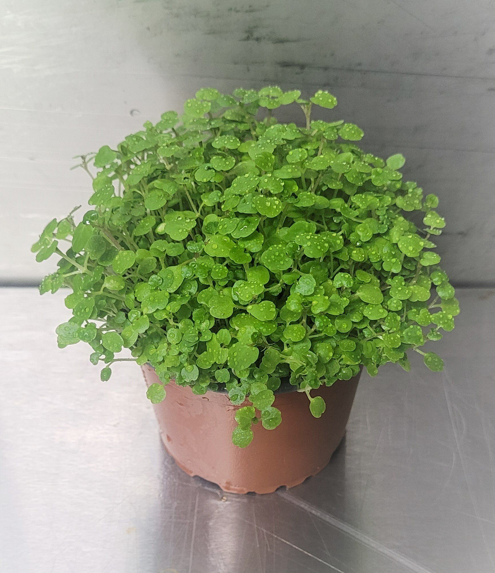 Australian Supplier - Microgreens - Micro Herbs
