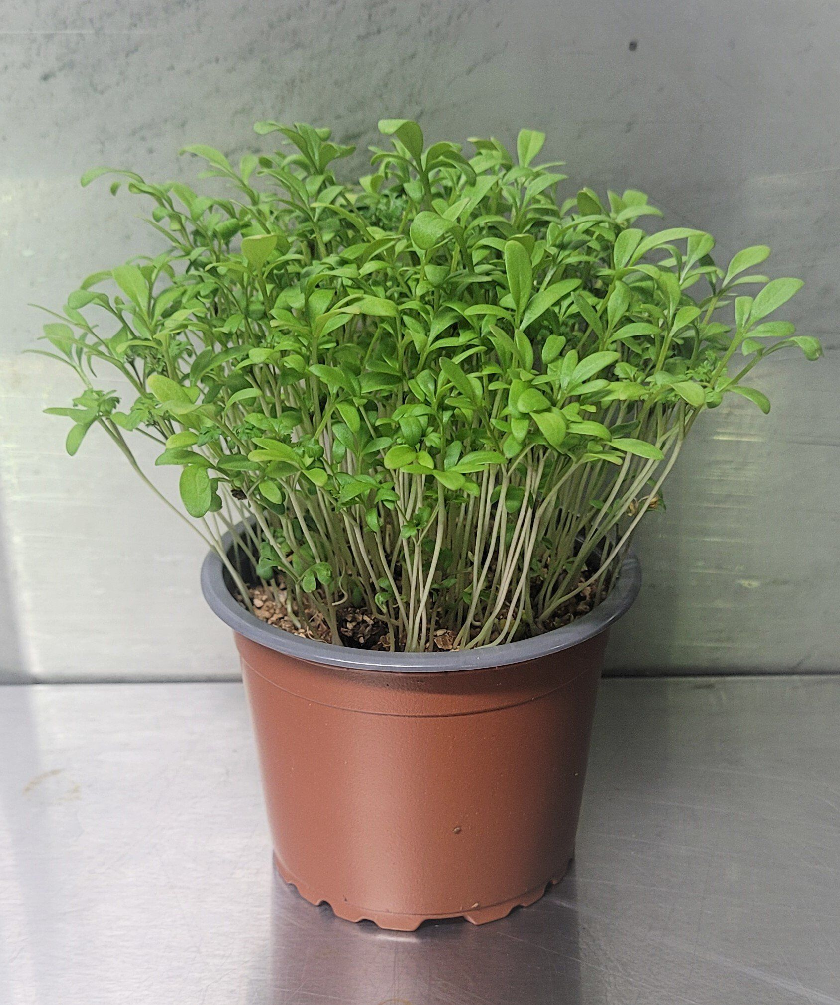 Australian Supplier - Microgreens - Micro Herbs