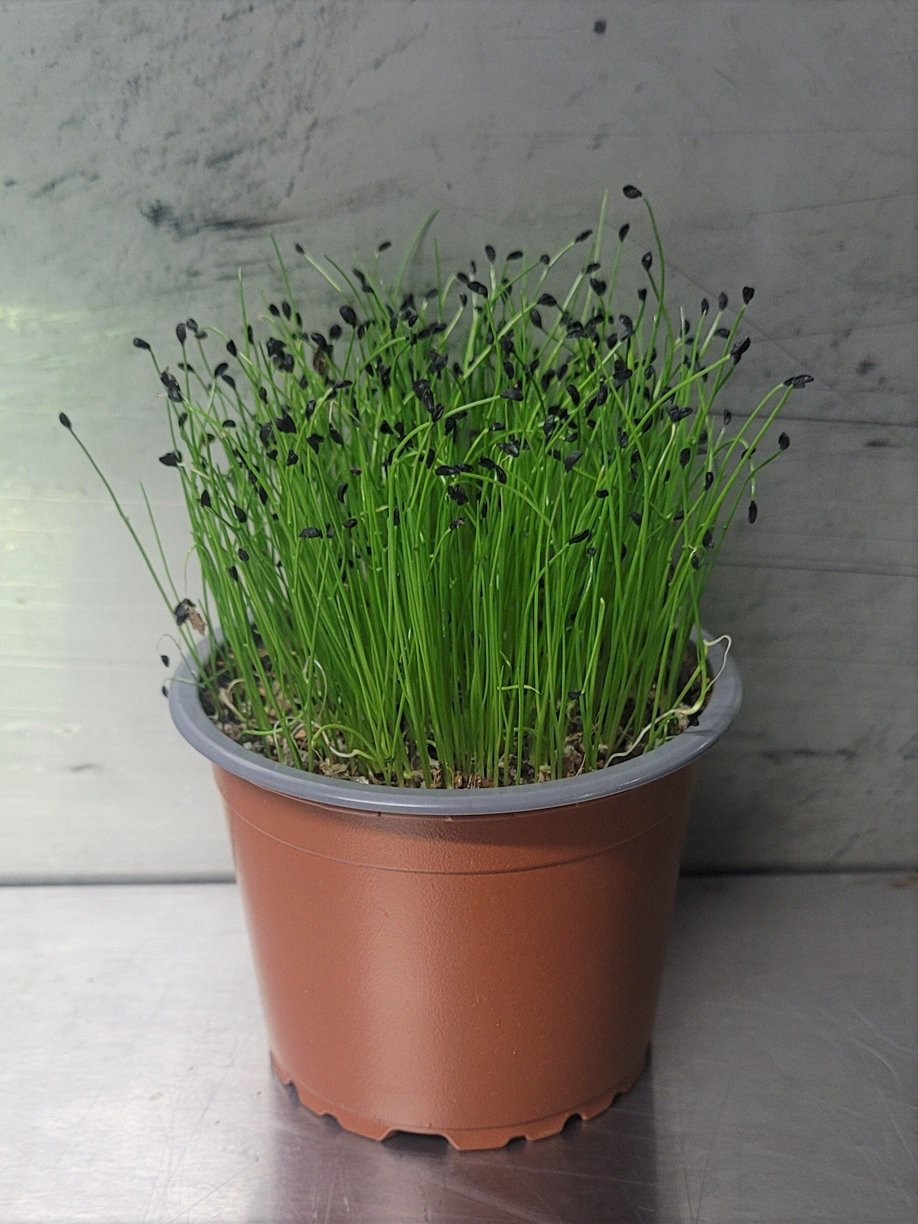 Australian Supplier - Microgreens - Micro Herbs