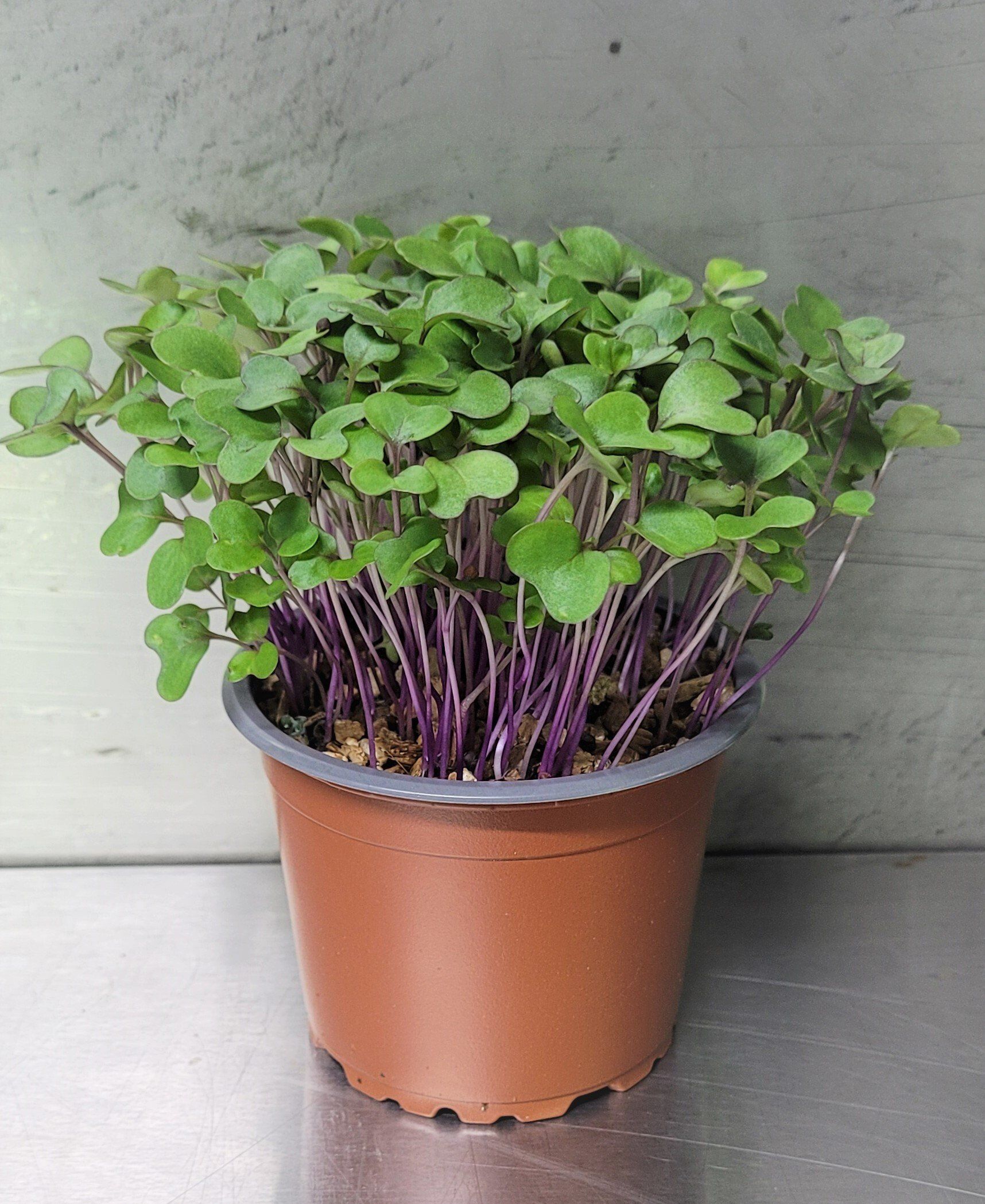 Australian Supplier - Microgreens - Micro Herbs