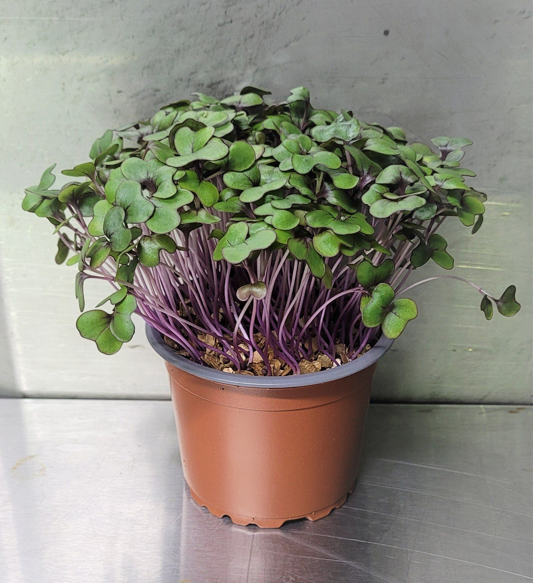 Australian Supplier - Microgreens - Micro Herbs
