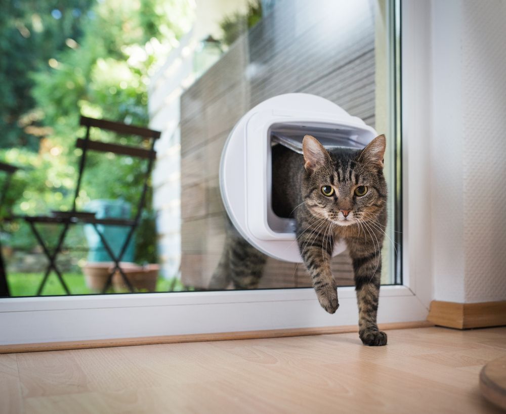 Cat Entering The Room Through Cat Flap — Coastal Screens & Glass in South West Rocks, NSW