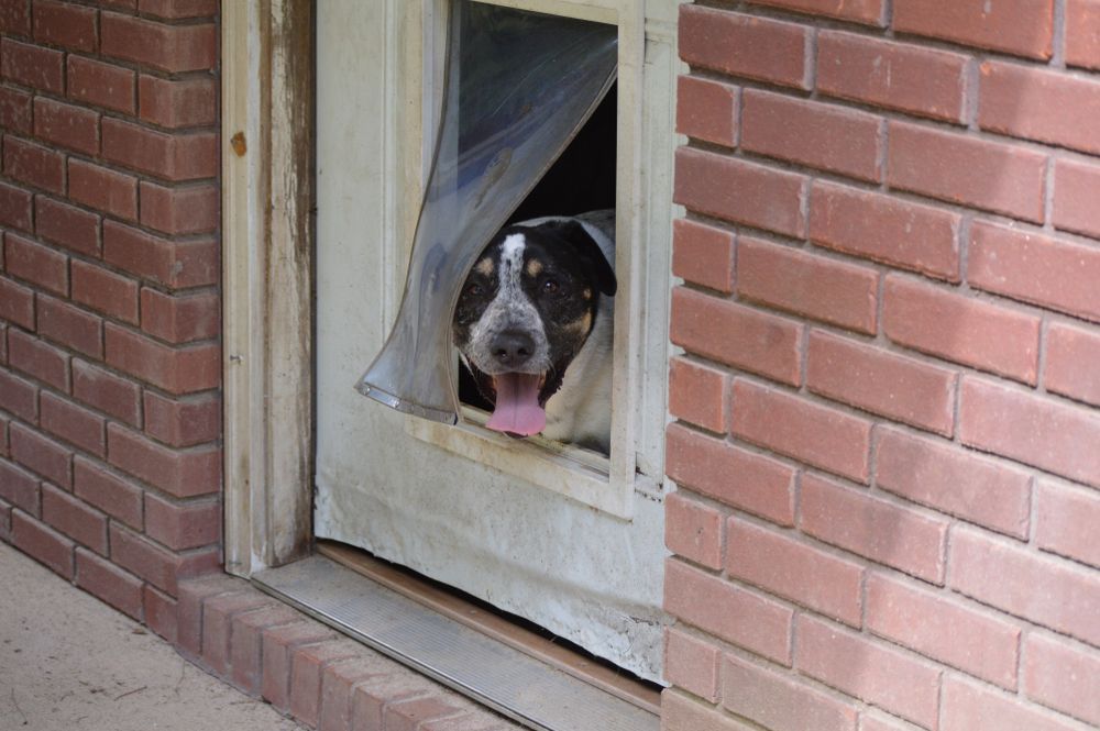 Black and White Dog Looking Out Doggie Door — Coastal Screens & Glass in Laurieton, NSW