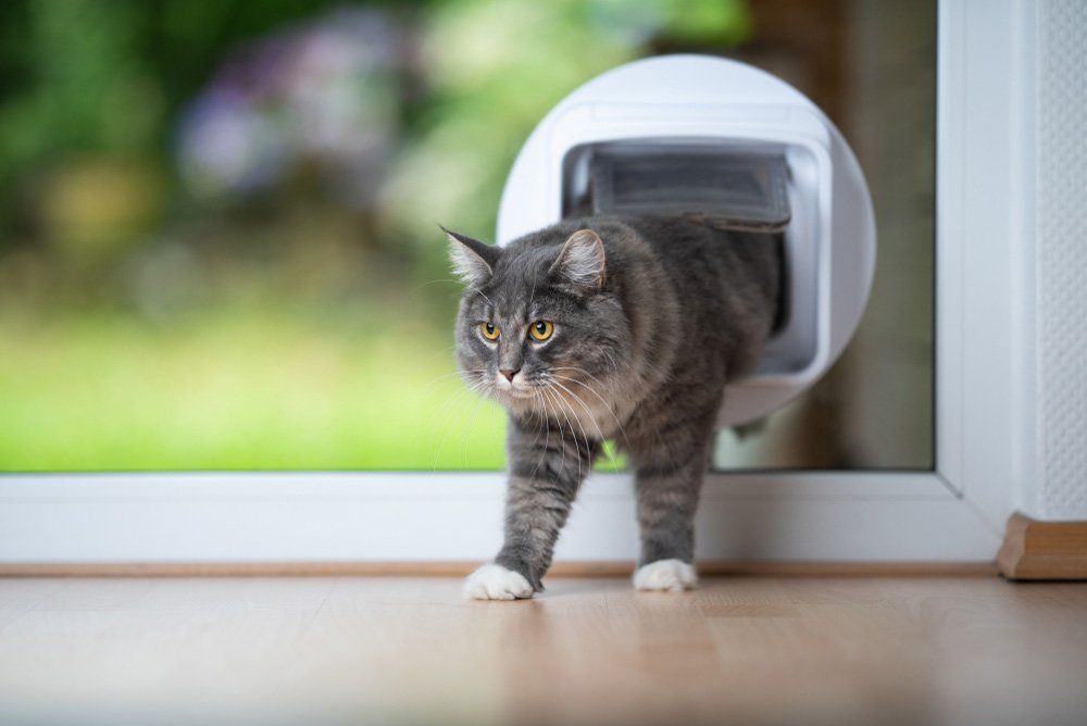 Cat Coming Home Passing Through Cat Flap In Window In Front Of Garden Looking Ahead — Coastal Screens & Glass in Port Macquarie, NSW