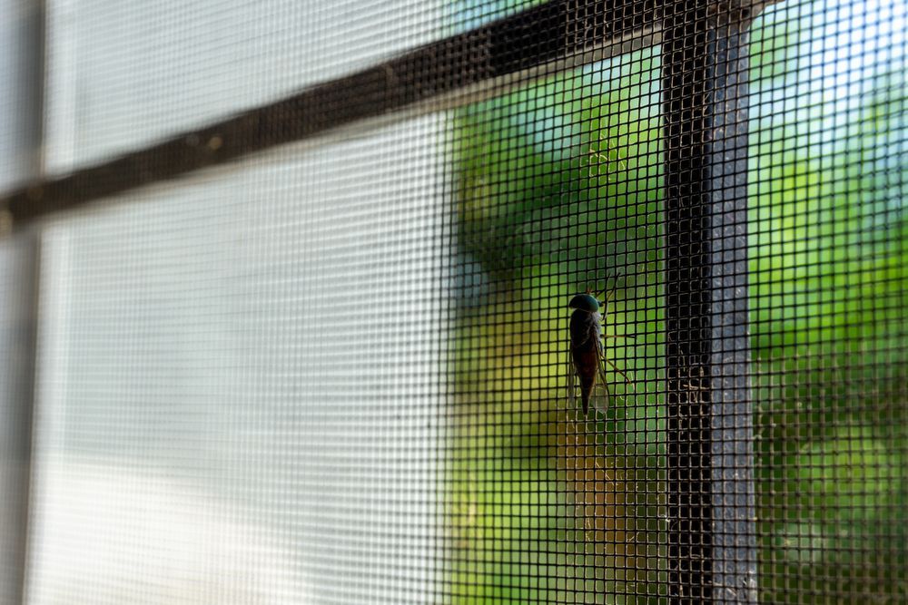 House Flies Perched on The Screen — Coastal Screens & Glass in Port Macquarie, NSW