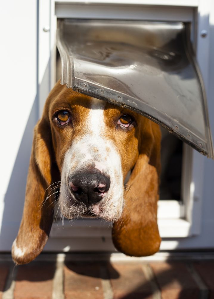 Sweet Basser Hound Peaking Out of It's Dog Door — Coastal Screens & Glass in Wauchope, NSW