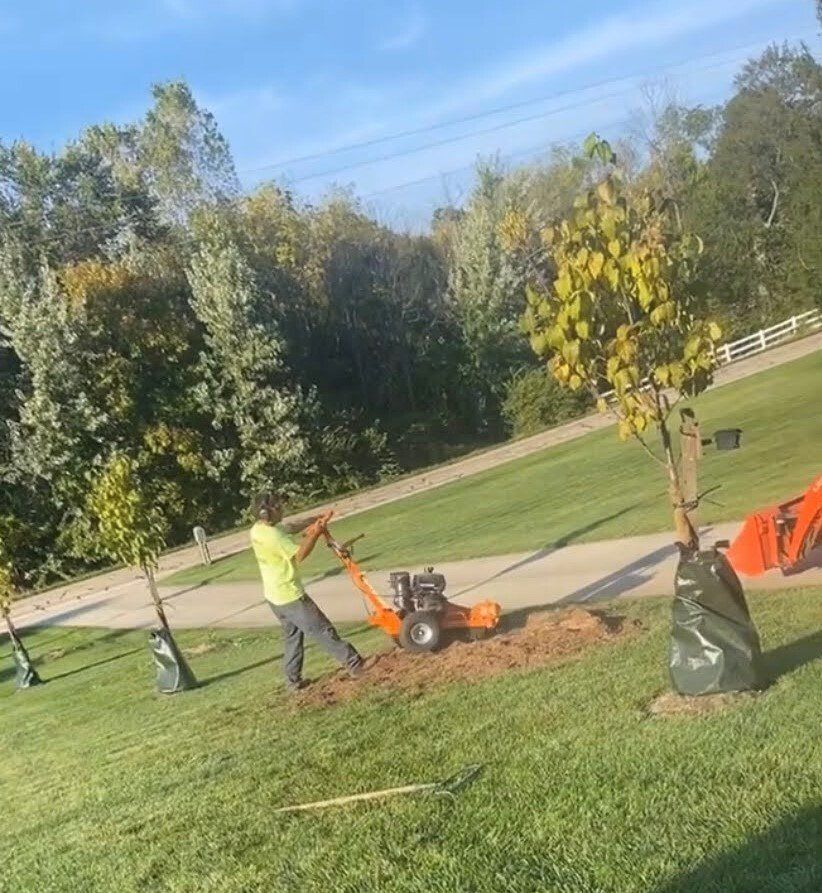 Removing Tree From Lawn — New Carlisle, OH — Fincel Lawn Care