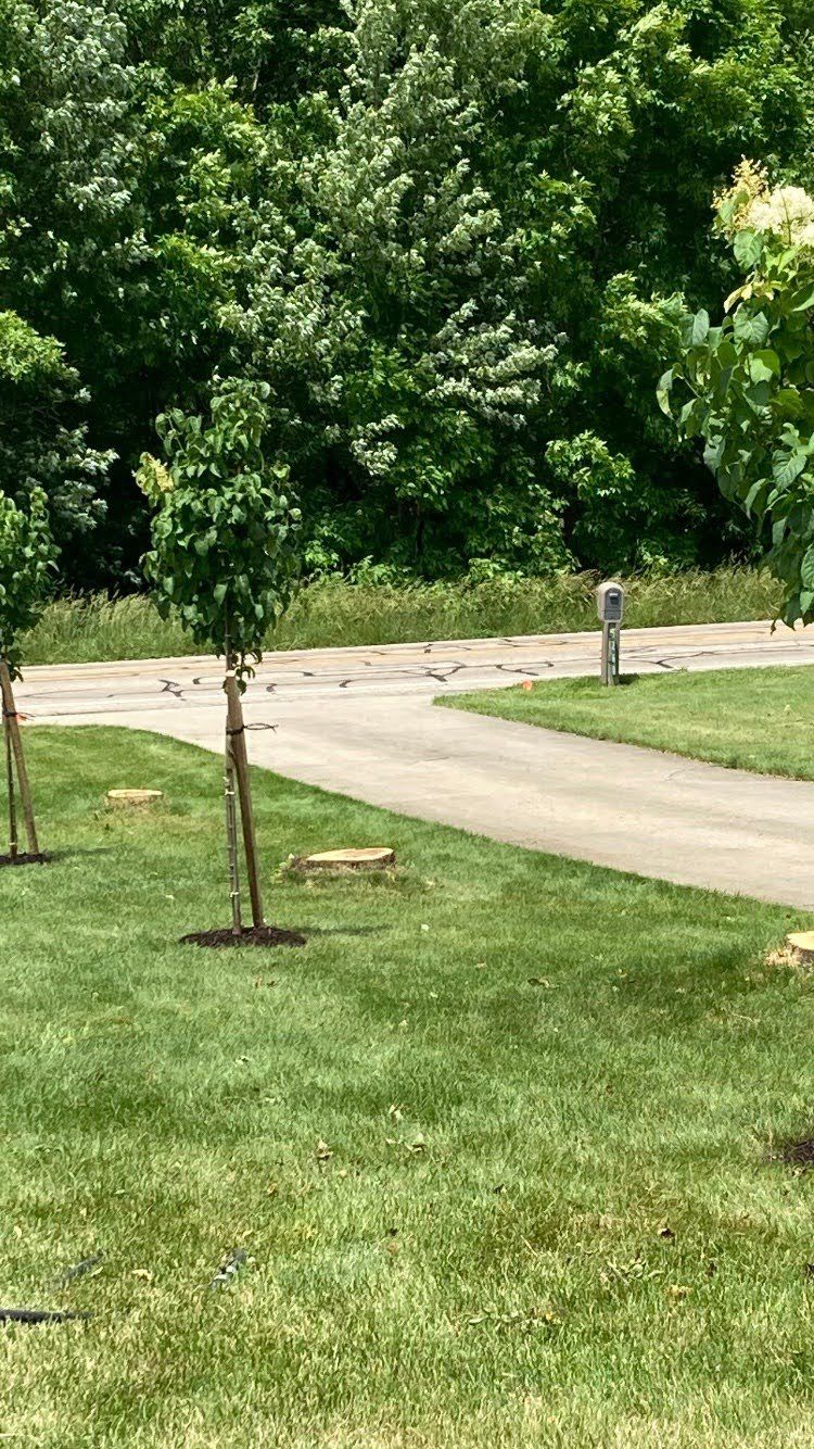 Trees On Lawn — New Carlisle, OH — Fincel Lawn Care
