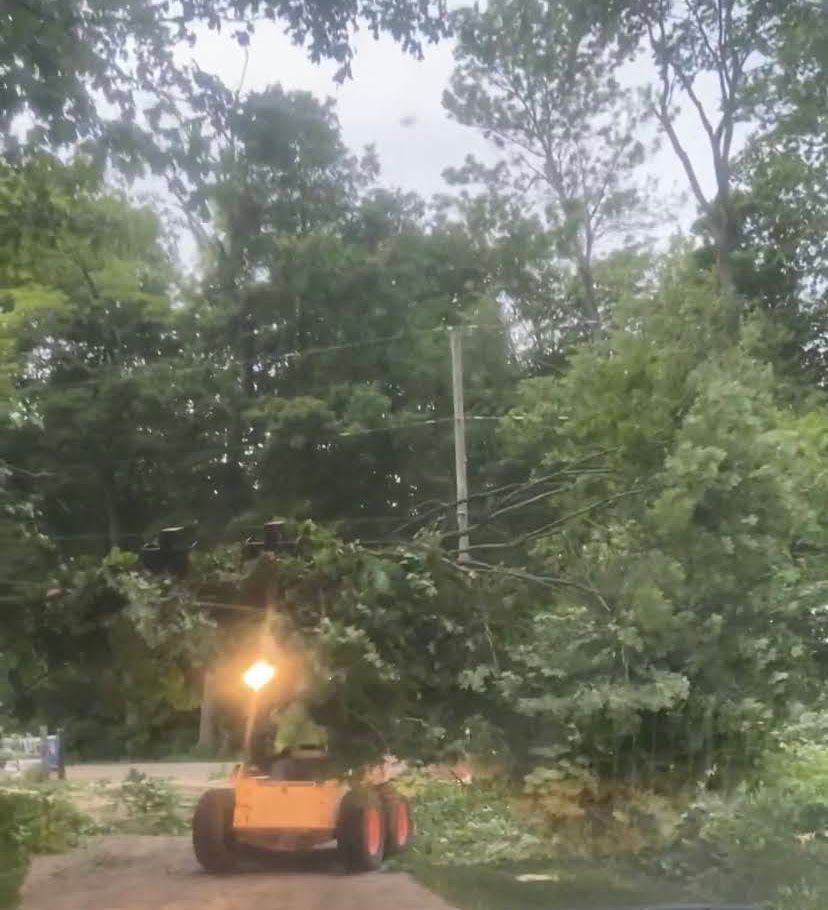 Removing Tree From Lawn — New Carlisle, OH — Fincel Lawn Care