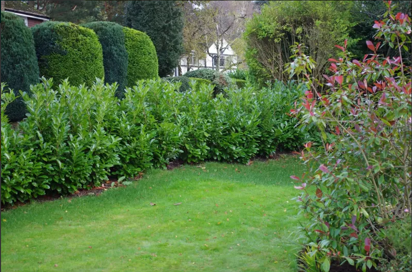 Gardening near house