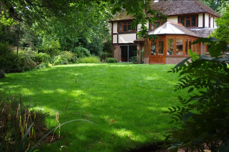 Green grass in the morning