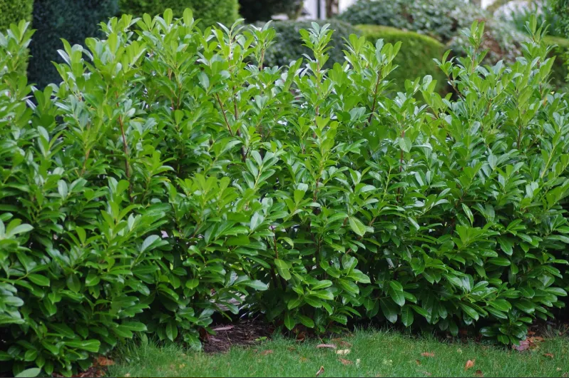 Green vivid shrub