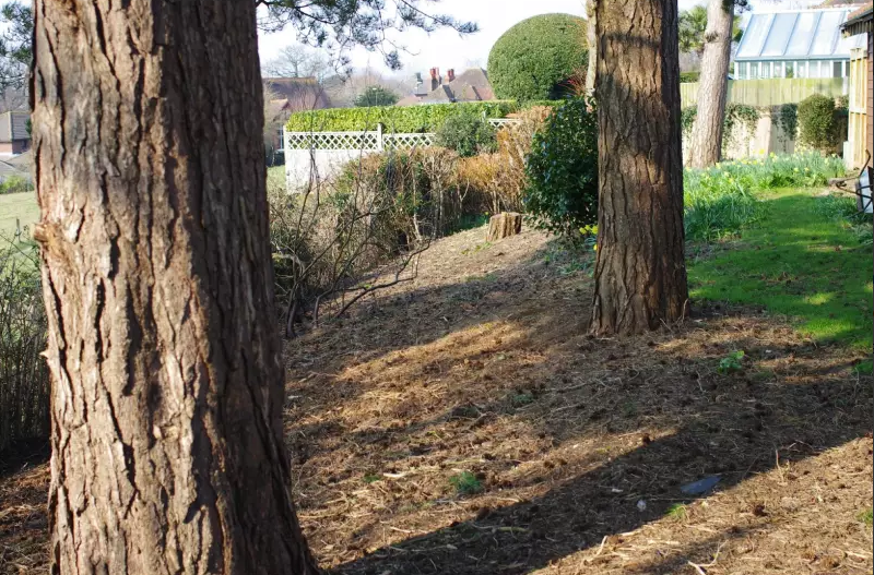 Trees with sun shining in