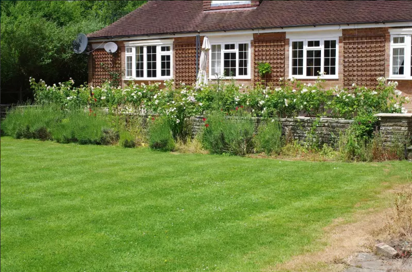 Green grass with lining near windows