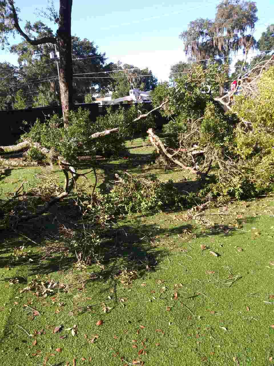 A fallen tree in a grassy field with a house in the background
