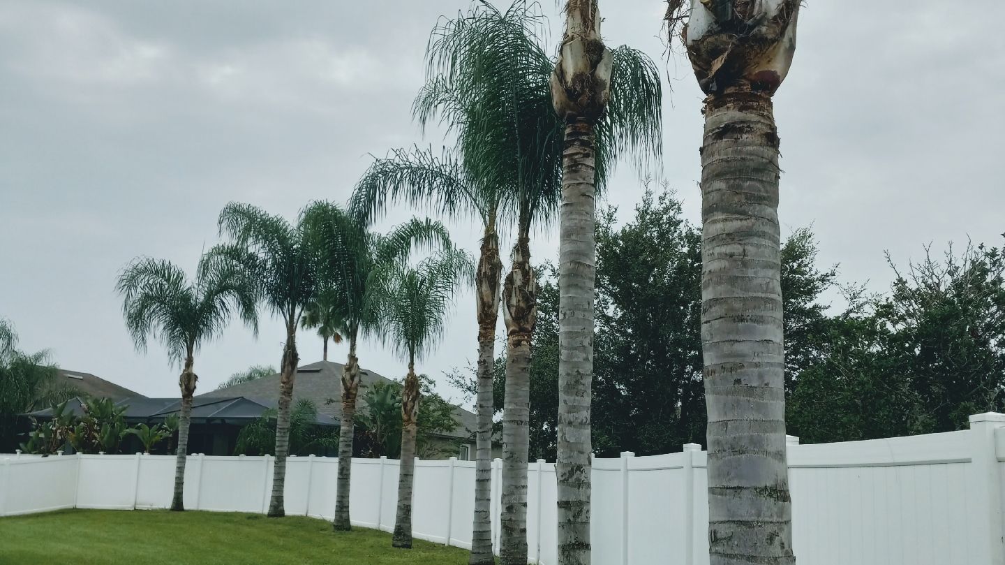 A row of palm trees in front of a white fence