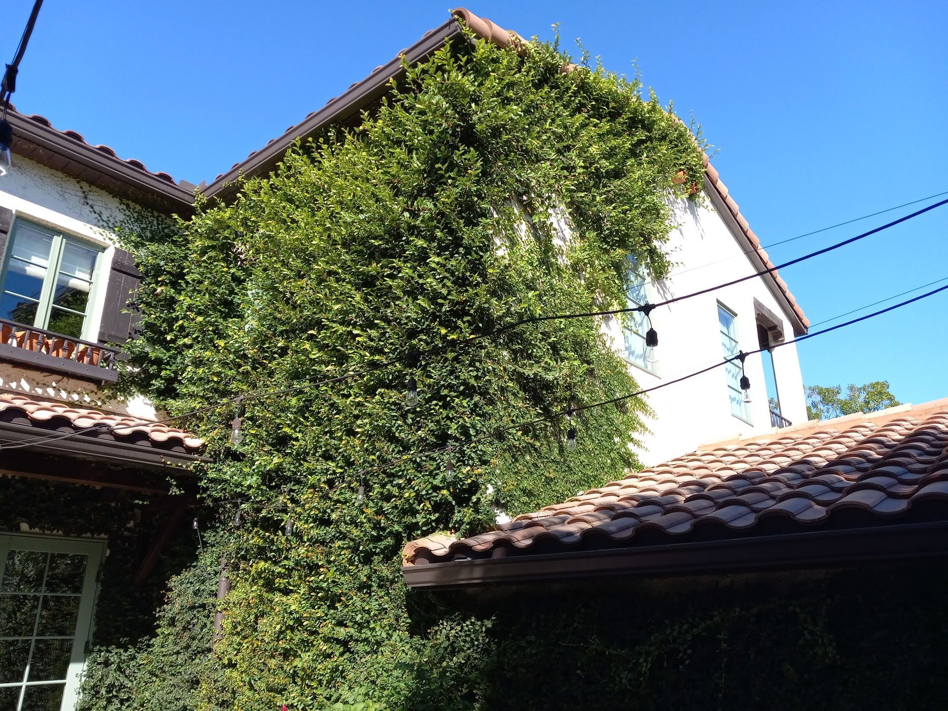 A house with a lot of ivy on the side of it