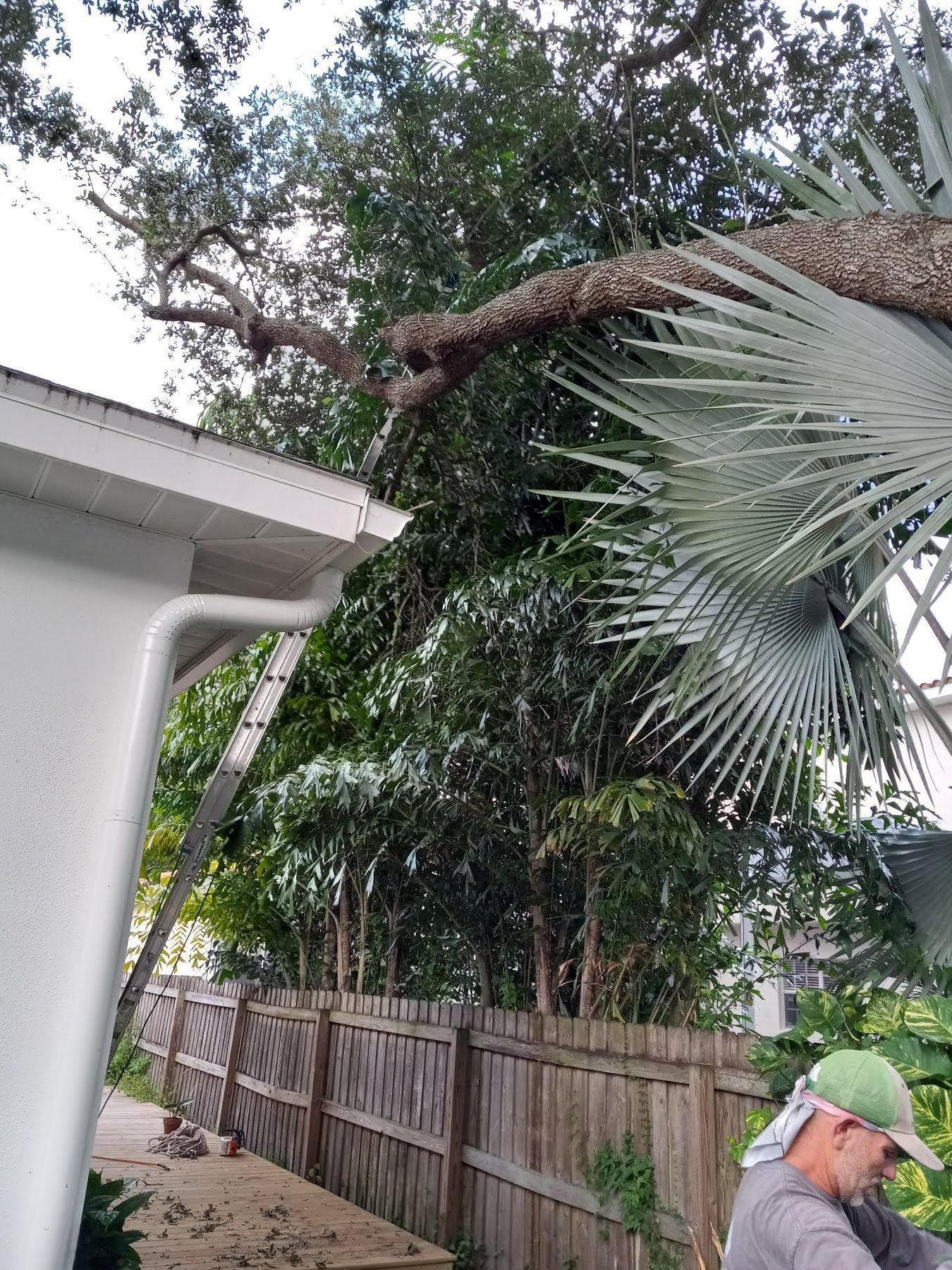 A man is working on a tree in front of a house.