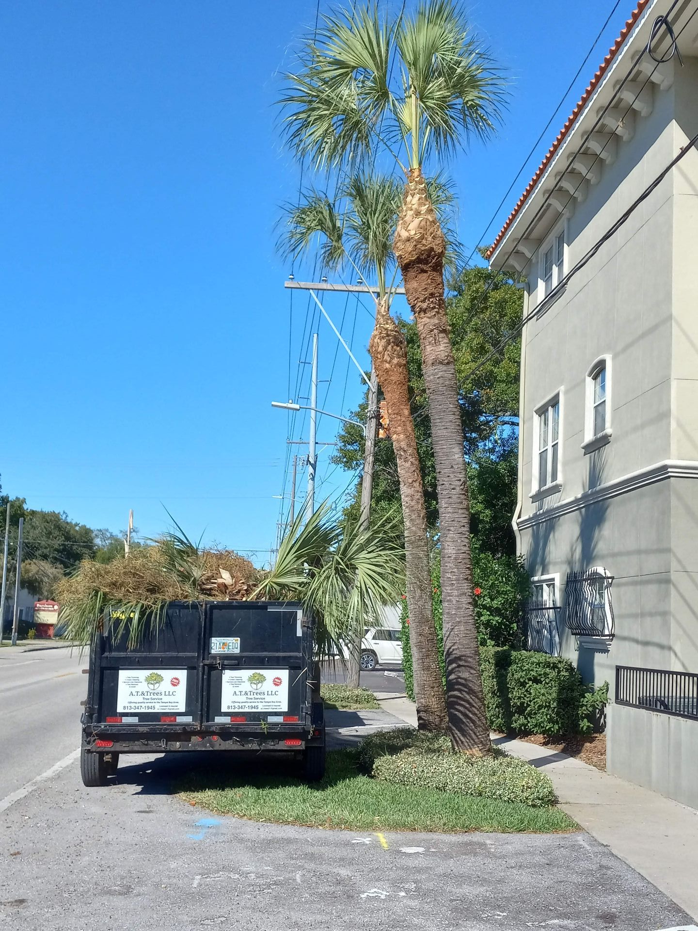 A dumpster is parked on the side of the road next to a palm tree