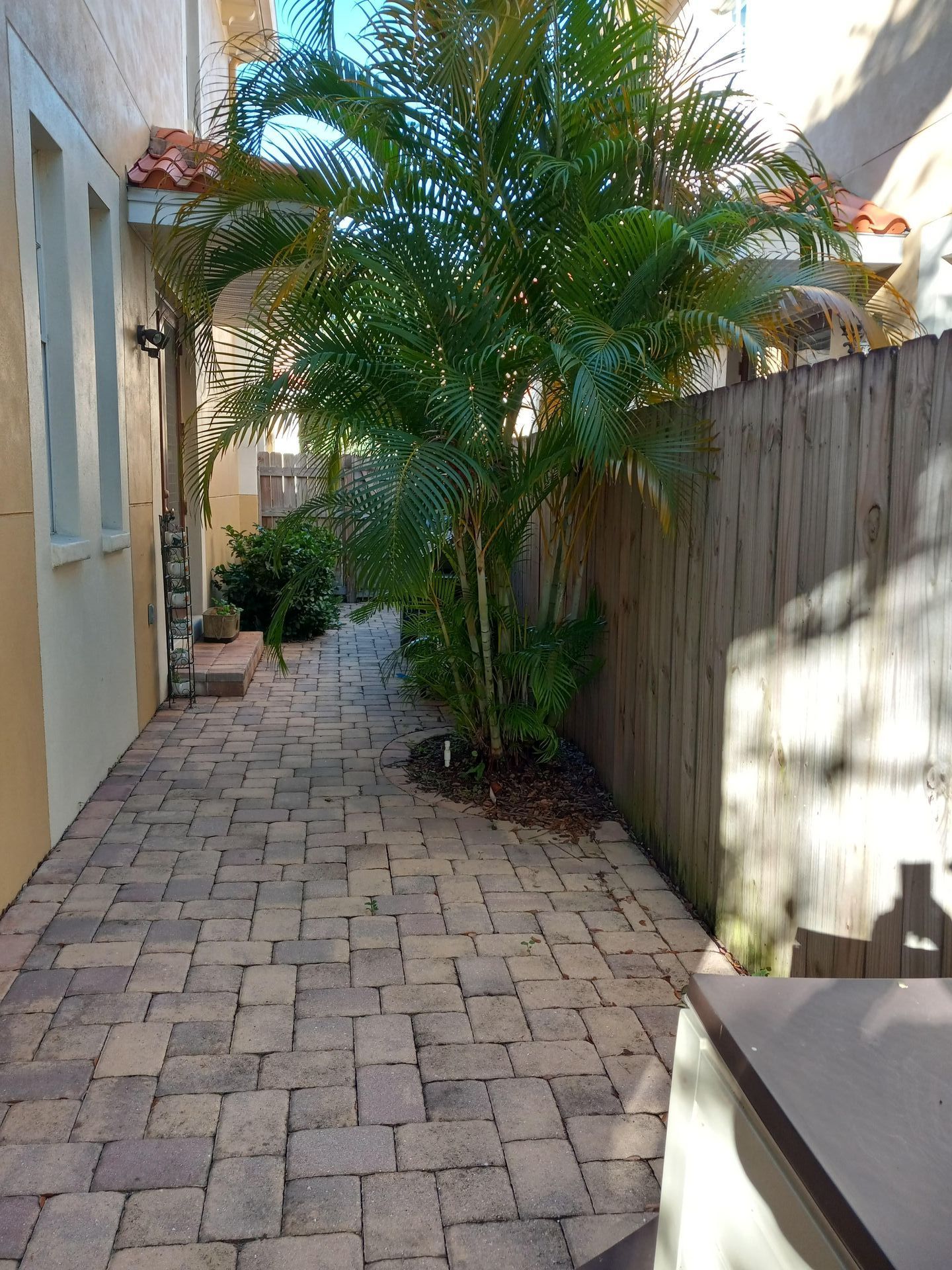 A brick walkway between two buildings with a palm tree in the middle