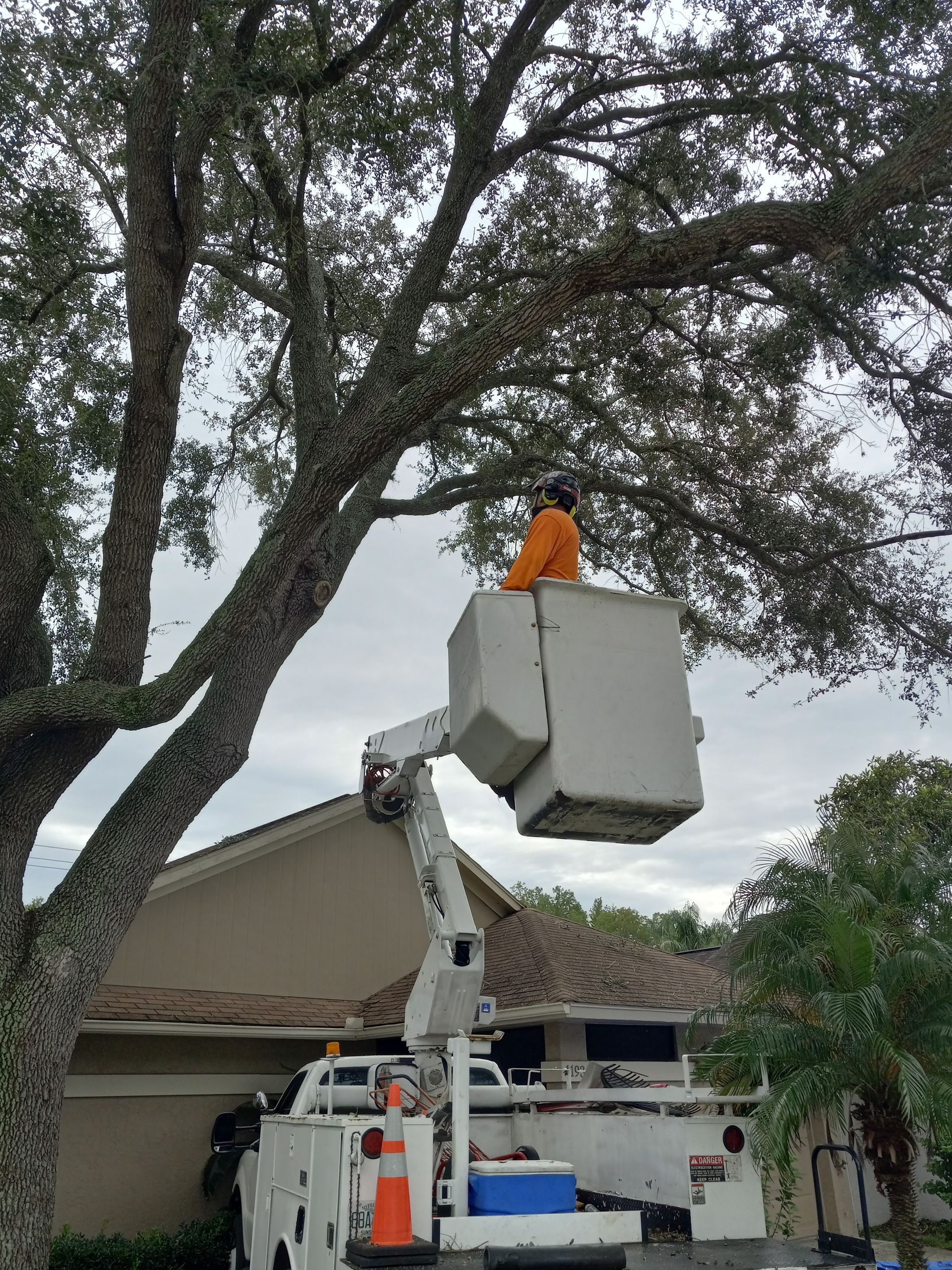 A man is cutting a tree in a bucket truck.