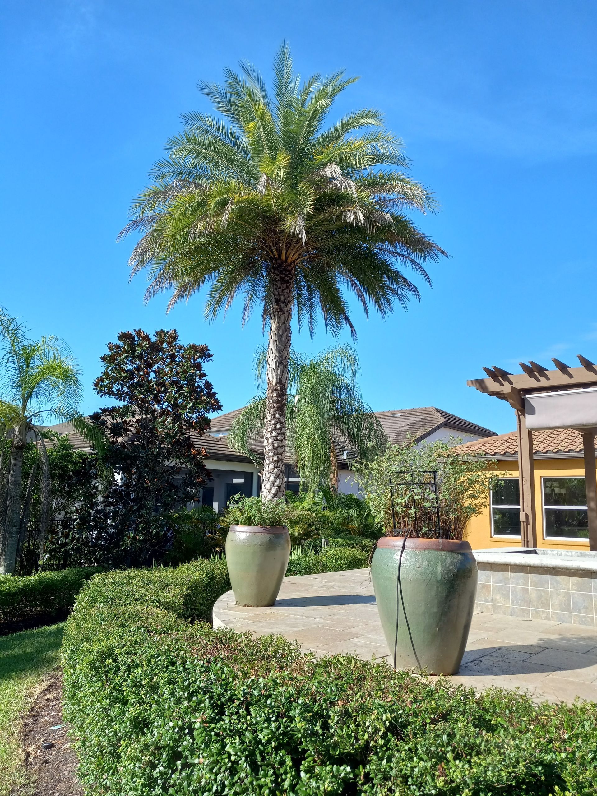 A palm tree is surrounded by potted plants in front of a house.