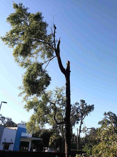 A large tree with a blue sky in the background is being cut down.