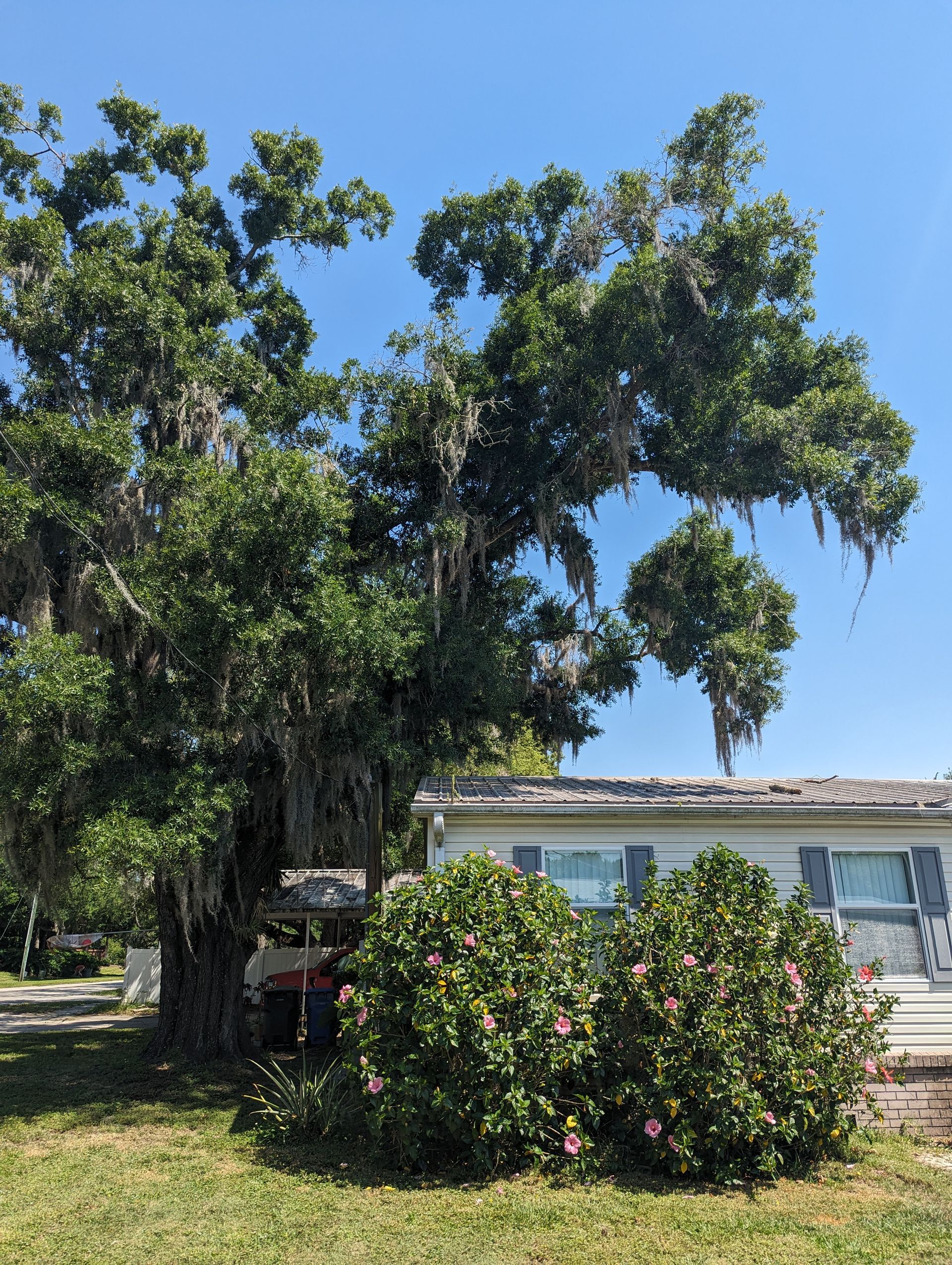 A tree with spanish moss hanging from it is in front of a mobile home.