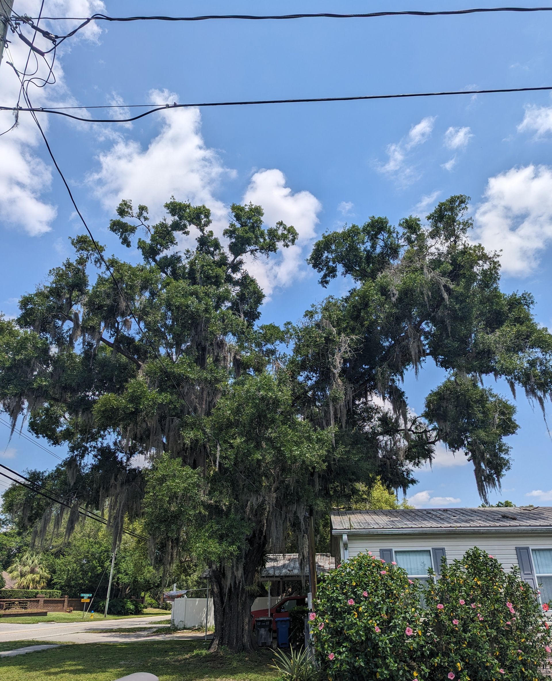 A tree with spanish moss hanging from it in front of a house