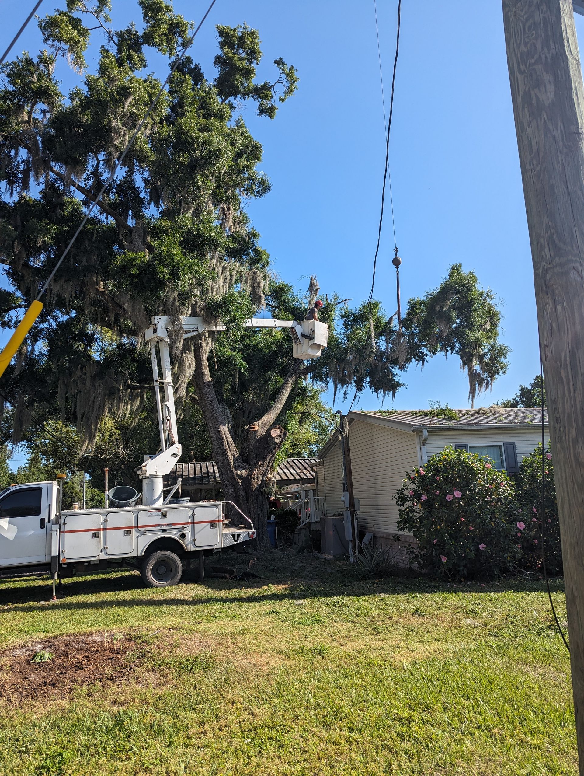A white truck is cutting a tree in front of a house