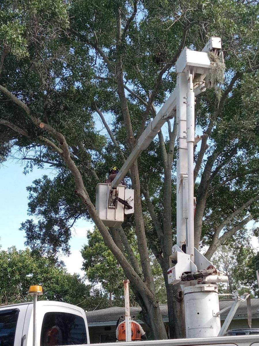 A person is cutting a tree branch with a pair of scissors.