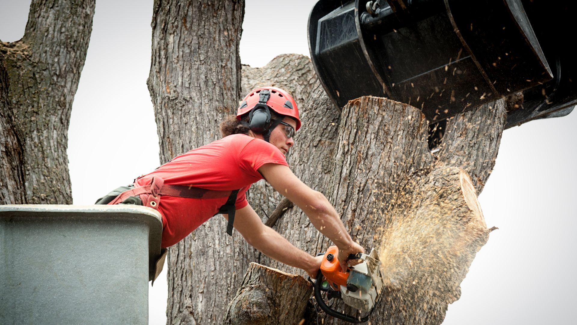 A chainsaw is cutting a tree stump in a backyard.