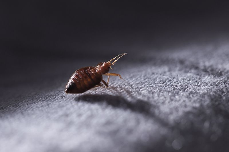 Bed Bugs On Flooring